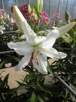 [1857 Albacone Mak No01.JPG]